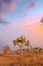 Zauberhafter Sonnenuntergang im Joshua Tree National Park von Melanie Viola Miniaturansicht