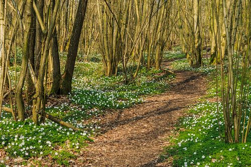 Lente in 'De Kleibosch'
