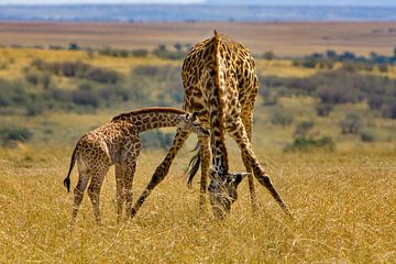 Masai Giraffe von Peter Michel