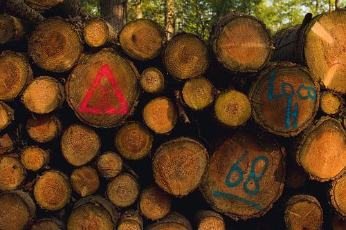 Trees felled with paint