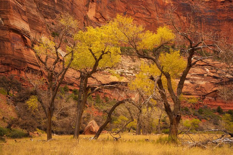 Trees of Zion by Martin Podt