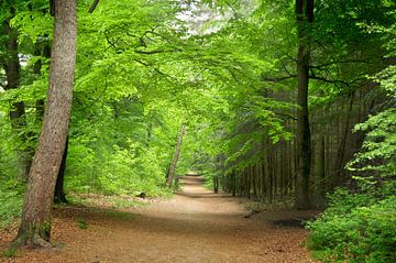 Beech trees on the Veluwezoom by Corinne Welp