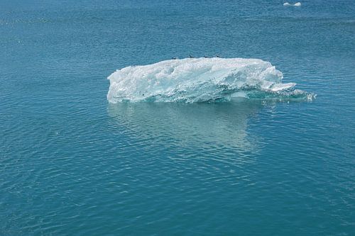 IJsland - Vier vogels zittend op een kristalheldere ijsschots op het gletsjermeer Jökulsárlón