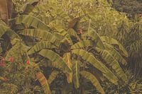 Les plantes exotiques au soleil