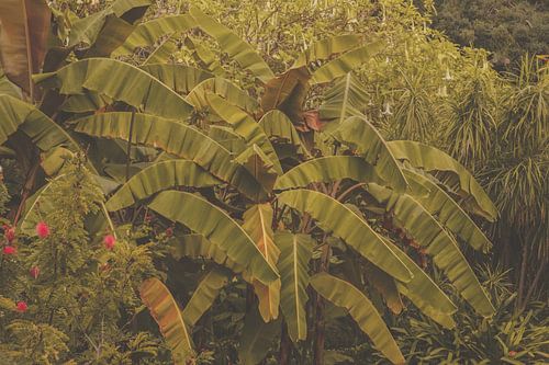 Les plantes exotiques au soleil