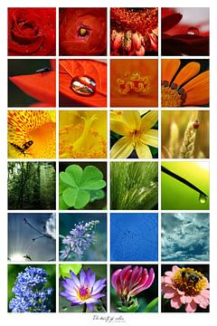 Collage - Beauty of colors
