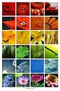 Collage - Beauty of colors van Angelique Brunas thumbnail