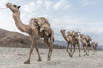 Kamelenkaravaan door de woestijn | Ethiopië