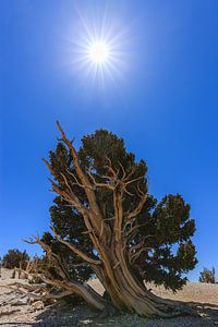 Bristlecone Pine Forest, California, USA. van Henk Meijer Photography