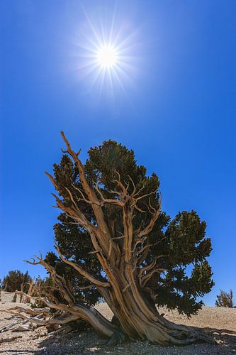 Bristlecone Pine Forest, Californië