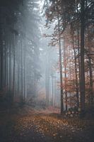 Autumn forest in the morning