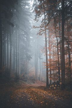Herfstbos in de ochtend van Thomas Heins