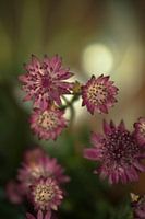 Blume #9