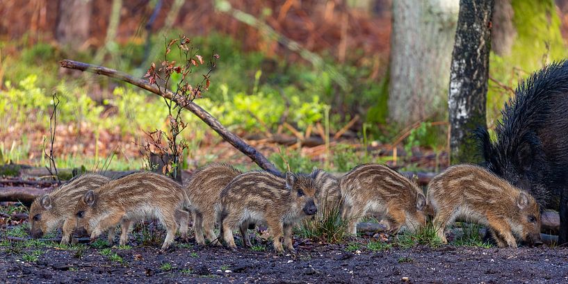 Wild boar with friskies in the forest by Evert Jan Kip