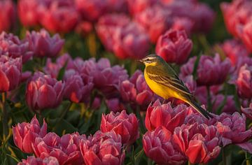 Die gelbe Bachstelze auf einer Tulpe