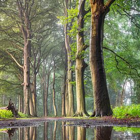 Chemin forestier bordé de hêtres avec reflet sur Frans Lemmens
