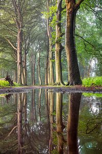 Forest path with beech trees with reflection