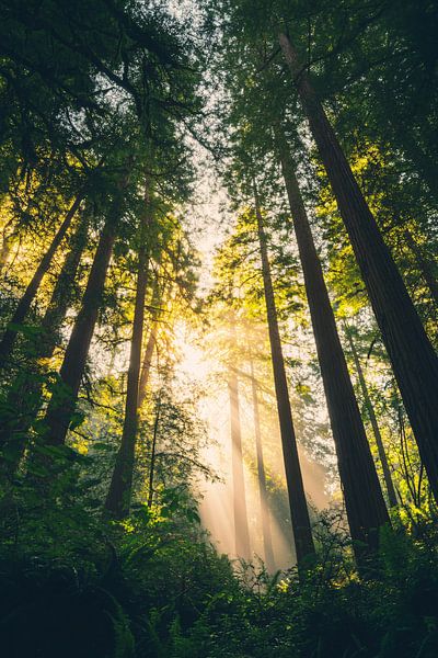 Mystical forest with sunbeams by Imperial Art House