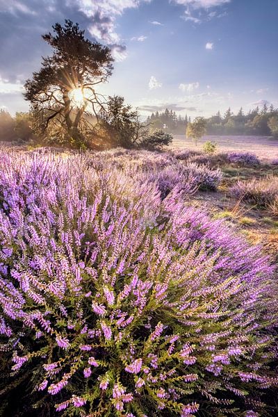 Heather Fever by Bram de Jong