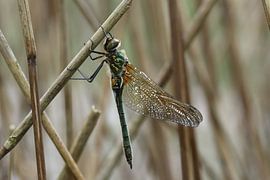 Falkenlibelle von Matthias Brix