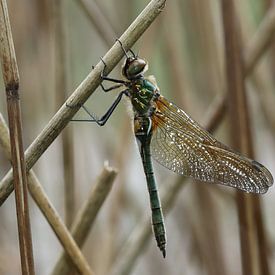 Hawker dragonfly by Matthias Brix