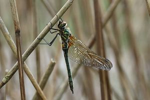 Falkenlibelle