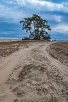 Tree in National Park Hoge Veluwe