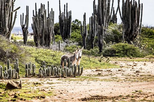 Wild asses Bonaire