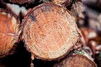 Wood