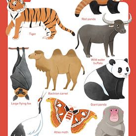 Tiere Asiens von Judith Loske