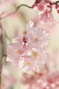 Japanische Kirschblüte