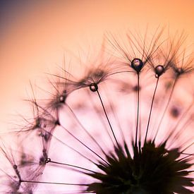 Druppels op halve paardenbloem van Mark Scheper