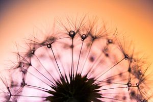 Drops on Dandelion