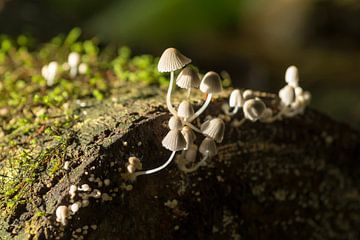 Kleine paddenstoeltjes op rottende boomstam van Tim Verlinden