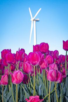 Tulipes dans les polders