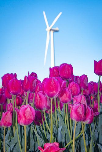Tulpen in de polder