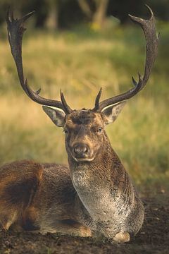 Male deer by Rianne Groenveld