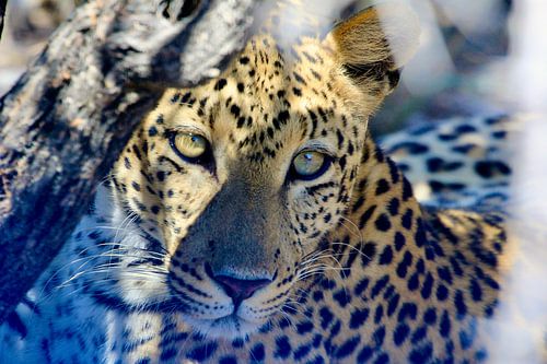 Léopard dans les bois