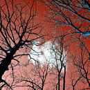 The power and magic of trees by Silva Wischeropp thumbnail