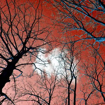 The power and magic of trees