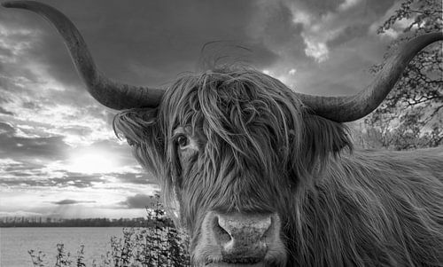 Gros plan sur le Scottish Highlander