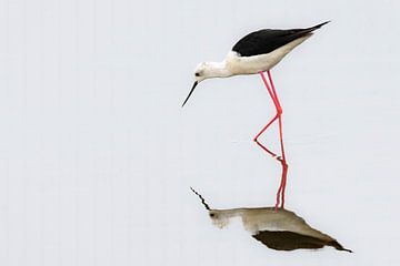 Échasse à ailes noires, échasse commune ou échasse pie pataugeant dans un marais. sur Sjoerd van der Wal Photographie