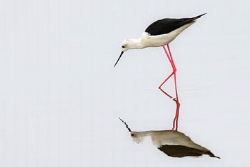 Stelzenläufer beim Waten in einem Sumpf von Sjoerd van der Wal Fotografie