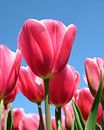 Bloeiende rode tulpen met een blauwe lucht van Michel Knikker thumbnail