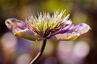 Clematis by Rob Boon thumbnail