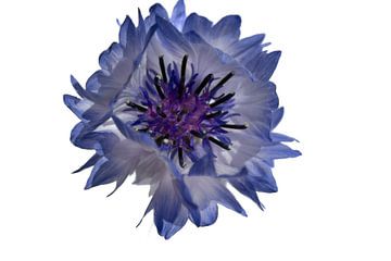 Korenbloemen blauw van Foto Studio Labie