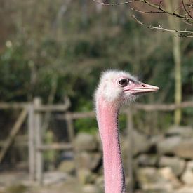 struisvogel roze kop van joyce kool