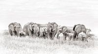Kudde olifanten van Awesome Wonder thumbnail