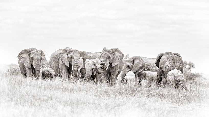 Kudde olifanten van Awesome Wonder