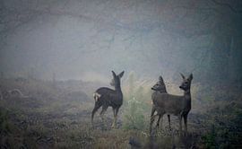 Three deer prick their ears in a misty forest by Jolanda Stam